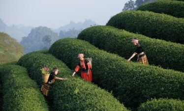 camping, picnic, lunch, dining, travel, tour, experience, vietnam, nature, landscape