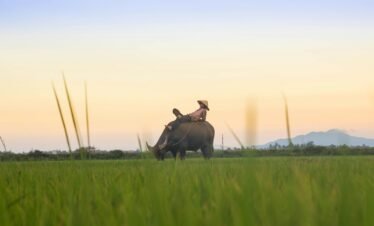 person riding black buffalo on green fields